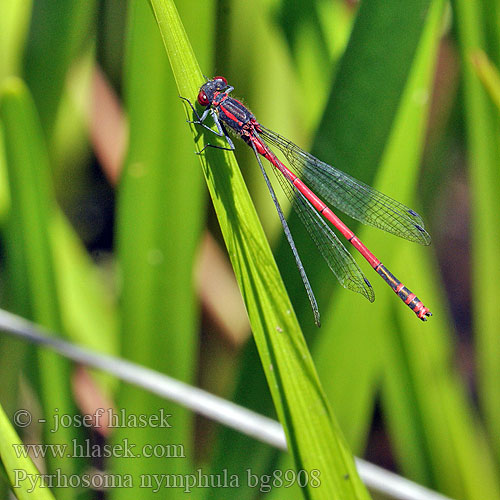 Rani plamenec Vörös légivadász Pyrrhosoma nymphula Large red damselfly Damsel Rød Vandnymfe vannymfe Punatytönkorento Agrion fuoco corps deu Vuurjuffer Frühe Adonislibelle łunica czerwona Šidélko ruměnné Röd flickslända Краснотелка Вогнетілка-русалонька