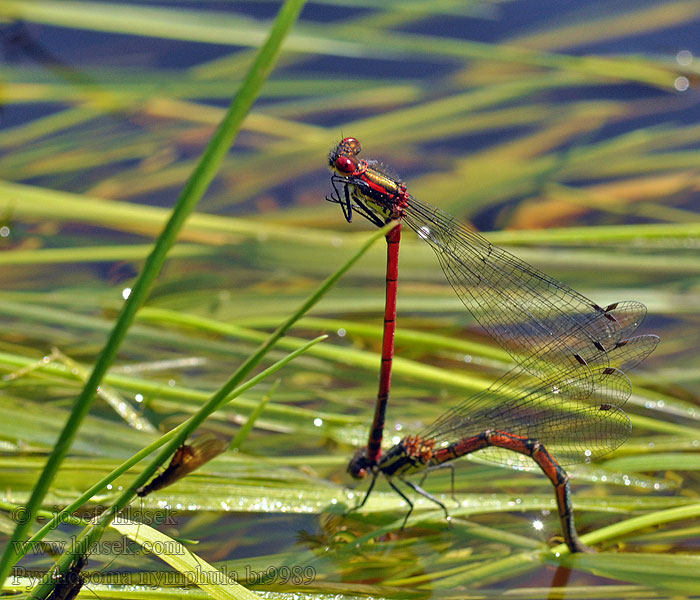 Large red damselfly Damsel Pyrrhosoma nymphula