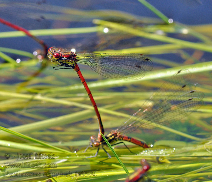 Rød Vandnymfe Pyrrhosoma nymphula