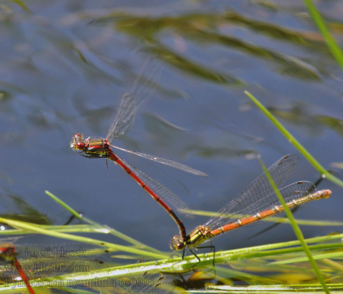 Rød vannymfe Pyrrhosoma nymphula