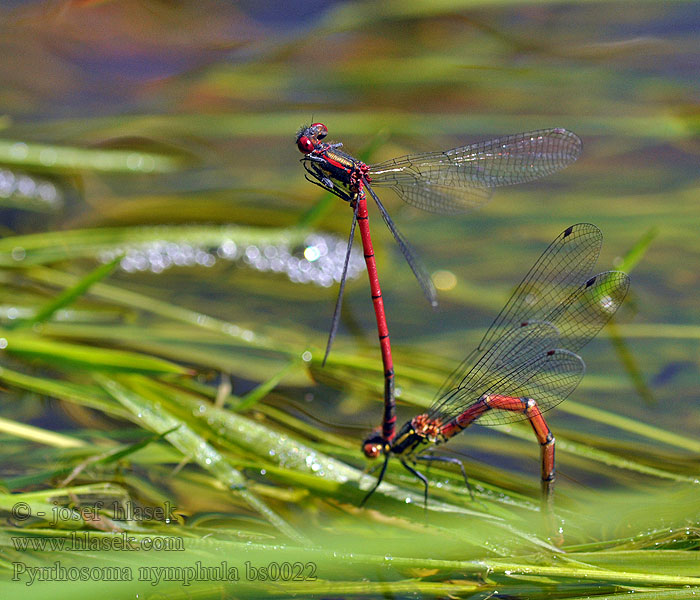 Agrion fuoco corps deu Pyrrhosoma nymphula