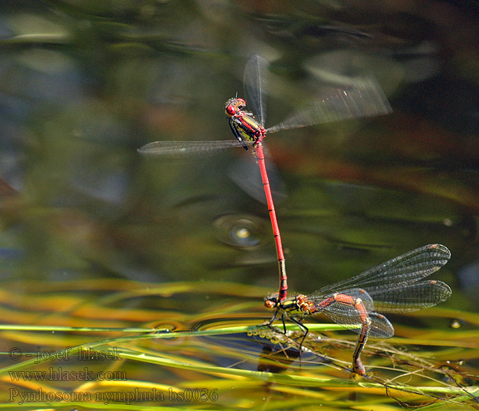 Frühe Adonislibelle Pyrrhosoma nymphula