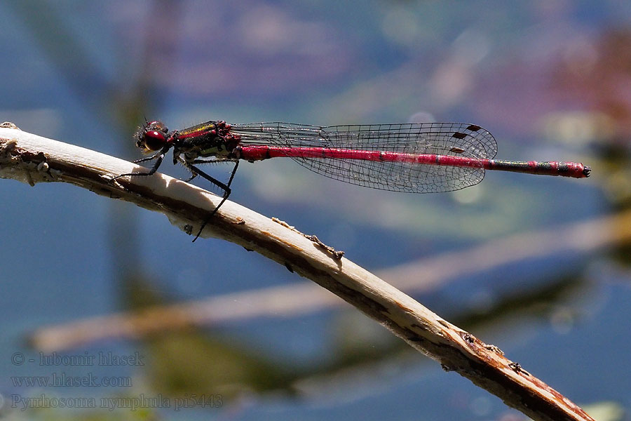 Punatytönkorento Agrion fuoco corps deu Vuurjuffer Frühe Adonislibelle Pyrrhosoma nymphula