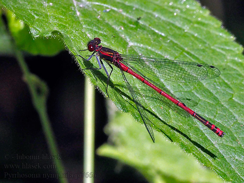 Large red damselfly Damsel Rød Vandnymfe vannymfe Pyrrhosoma nymphula