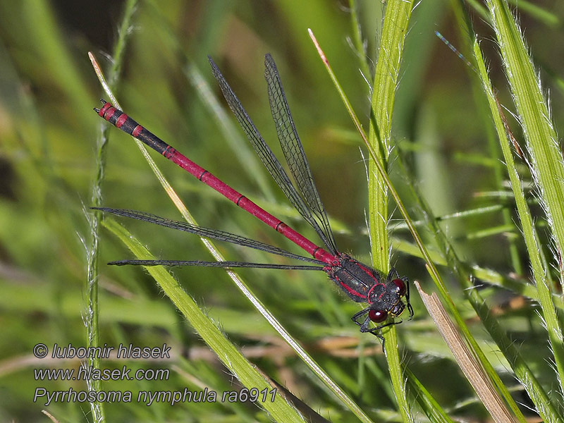 łunica czerwona Pyrrhosoma nymphula