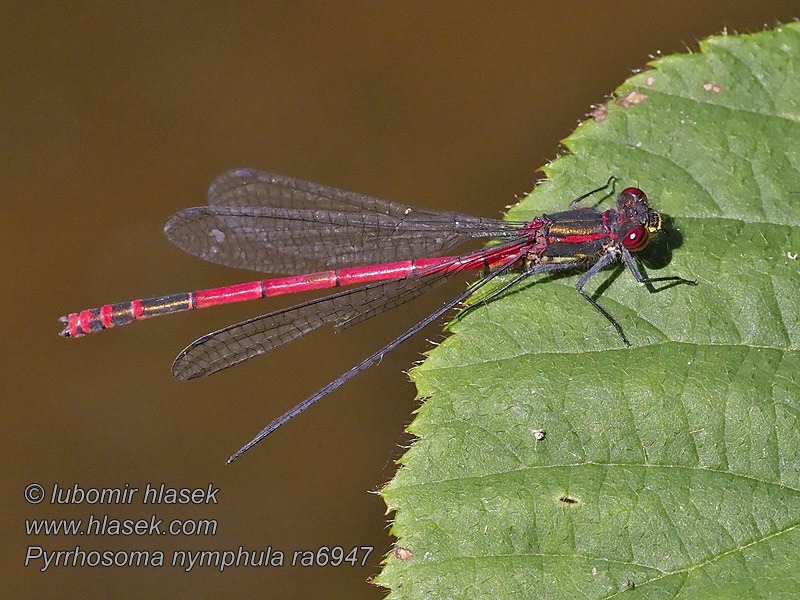 Краснотелка Pyrrhosoma nymphula