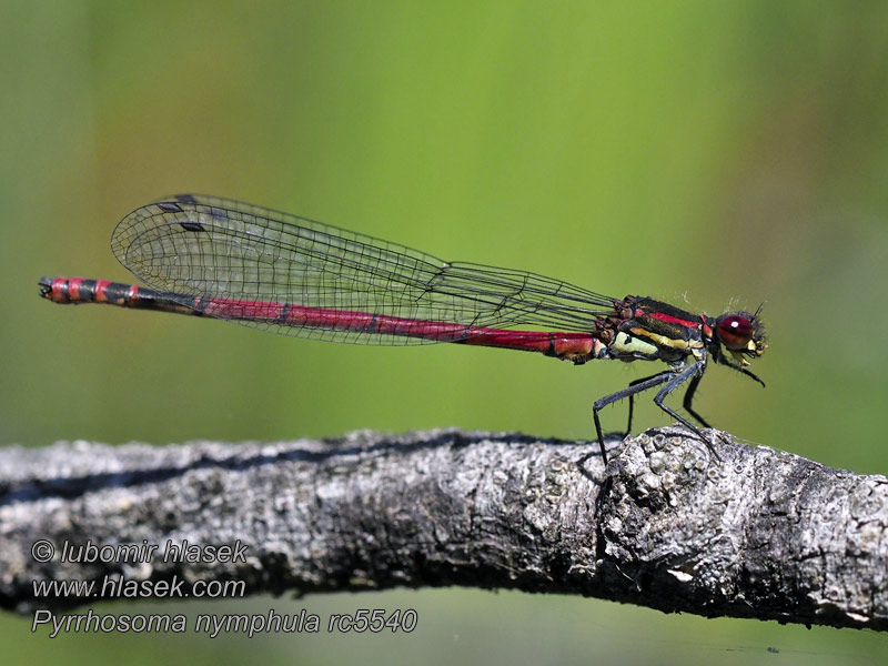 Вогнетілка-русалонька Pyrrhosoma nymphula