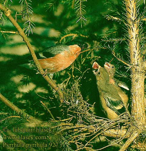 Pyrrhula pyrrhula Bullfinch Gimpel Bouvreuil pivoine