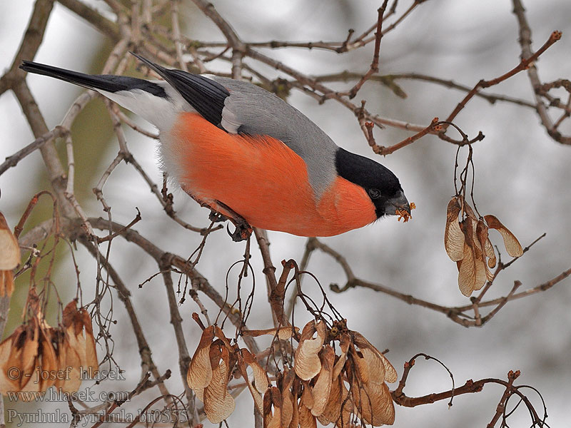 Pyrrhula pyrrhula Bullfinch Gimpel Bouvreuil pivoine