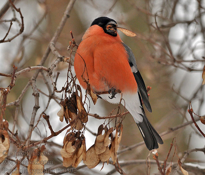 Pyrrhula pyrrhula Bullfinch Ciuffolotto Dompap Domherre