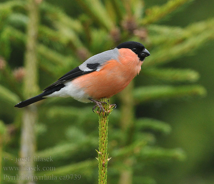 Bullfinch Pyrrhula pyrrhula