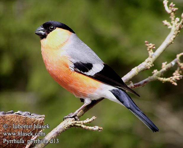 Bullfinch Gimpel Bouvreuil pivoine Camachuelo Común