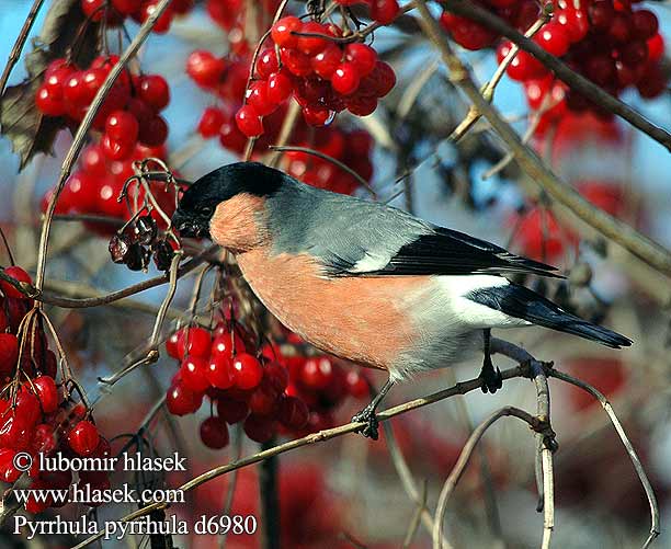 Hýľ obyčajný Svilpis Leevike Pyrrhula pyrrhula Bullfinch