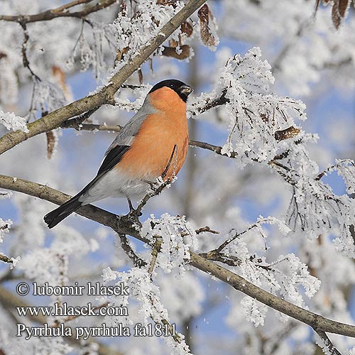 Hýľ obyčajný Svilpis Leevike Pyrrhula pyrrhula Bullfinch