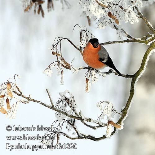 Bullfinch Gimpel Bouvreuil pivoine Camachuelo Común