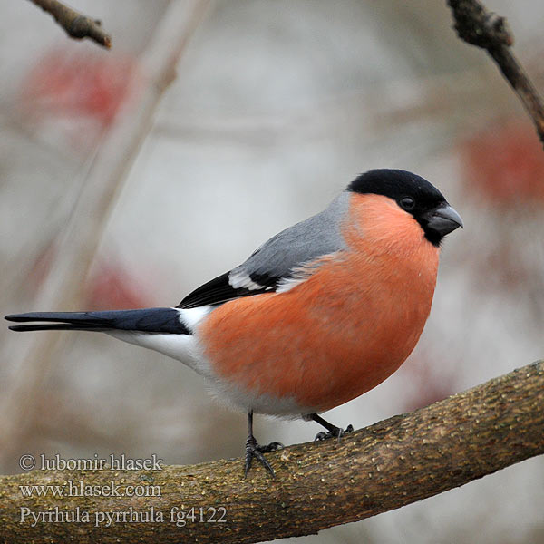 Pyrrhula pyrrhula Hýl obecný Bullfinch Gimpel Bouvreuil pivoine