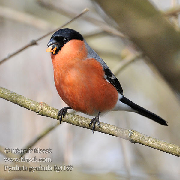 Pyrrhula pyrrhula Hýl obecný Bullfinch Gimpel Bouvreuil pivoine