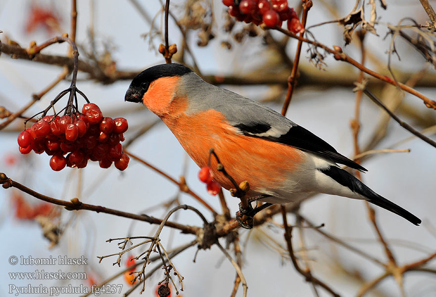 Pyrrhula pyrrhula Hýl obecný Bullfinch Gimpel Bouvreuil pivoine