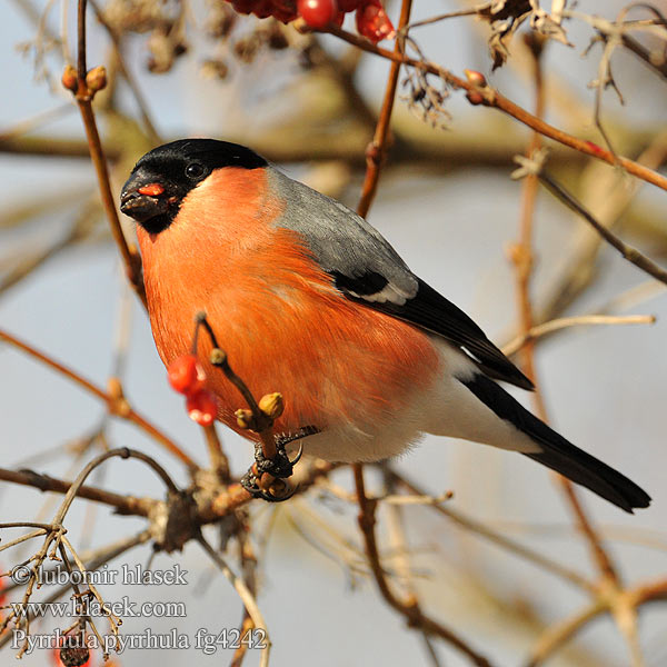 Pyrrhula pyrrhula Hýl obecný Bullfinch Gimpel Bouvreuil pivoine