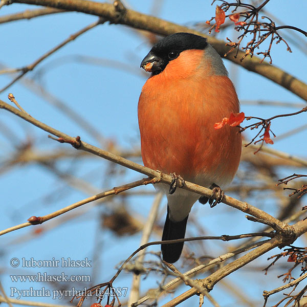 Pyrrhula pyrrhula Hýl obecný Bullfinch Gimpel Bouvreuil pivoine