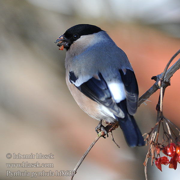 Pyrrhula pyrrhula Hýl obecný Bullfinch Gimpel Bouvreuil pivoine