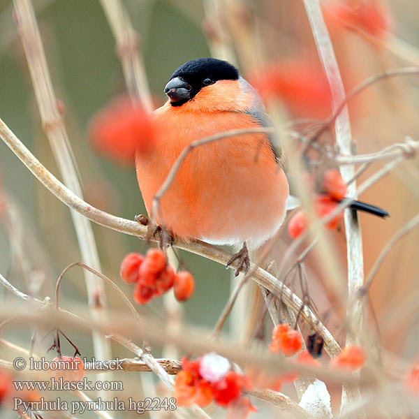 Pyrrhula pyrrhula Hýl obecný Bullfinch Gimpel Bouvreuil pivoine