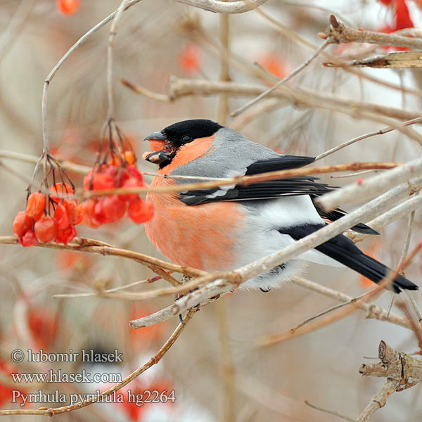 Pyrrhula pyrrhula Hýl obecný Bullfinch Gimpel Bouvreuil pivoine