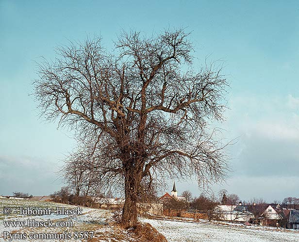 Pyrus communis Birnen كمثرى Perera Gellygen Pære Pear Piro Peral