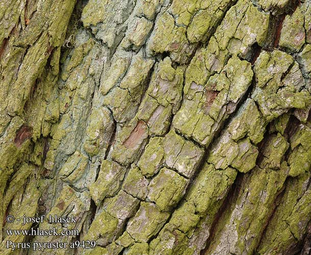 Pyrus pyraster Hrušeň polnička Wildbirne Wild Pear