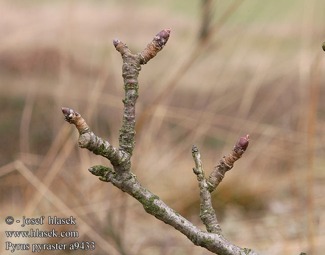 Pyrus pyraste Grusza polna Poirier sauvage Hruška planá