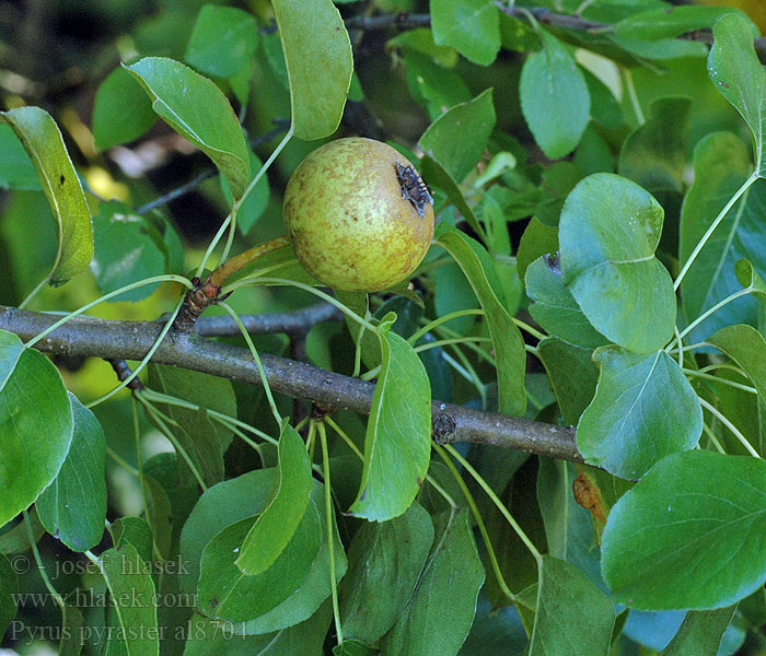 Pyrus pyraster Vadkörte Wilde peer Peral silvestre