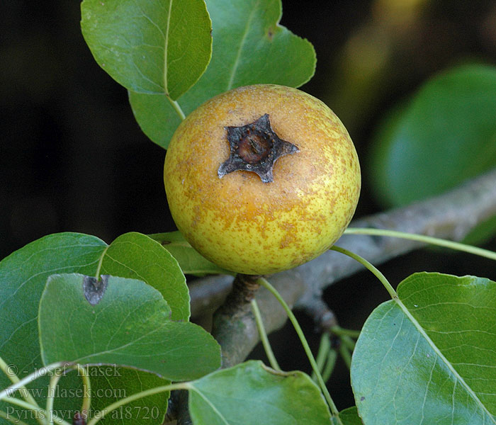 Pyrus pyraster Hrušeň polnička Груша лесная