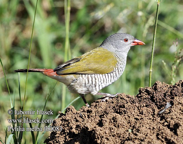 Pytilia melba Green-winged Pytilia Astrild pestrý Buntastrild Broget Astrild Pinzón Melba Palettipeippo Beaumarquet Melba ニシキスズメ Melba-astrild Melba pstra Maracachão-d'asa-verde Gewone Melba Broket astrild Строкатий Пестрый астрильд