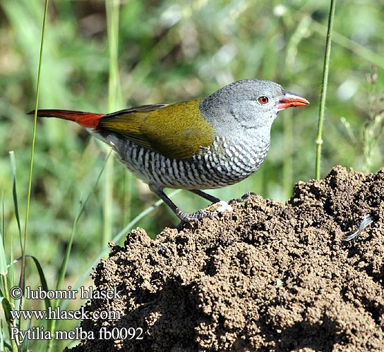 Pinzón Melba Palettipeippo Beaumarquet Melba ニシキスズメ Melba-astrild Melba pstra Maracachão-d'asa-verde Gewone Melba Broket astrild Строкатий Пестрый астрильд Pytilia melba Green-winged Pytilia Astrild pestrý Buntastrild Broget Astrild