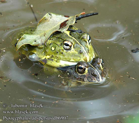 Pyxicephalus adspersus db6907