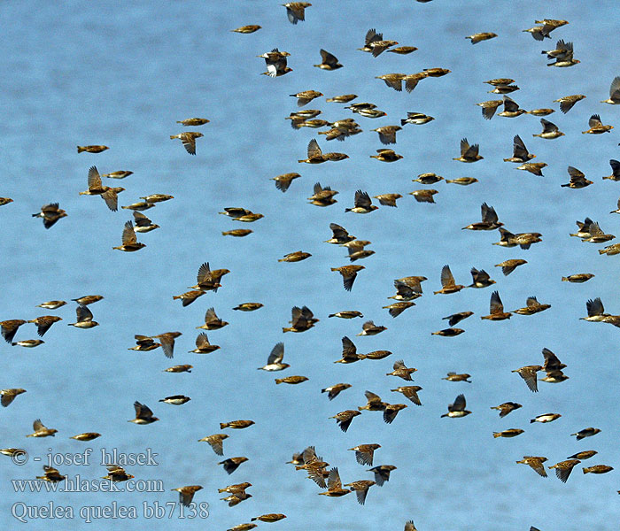 Quelea Común Rooibekkwelea Quelea quelea Red-billed Quelea Blodnæbsvæver Miljoonakutoja Travailleur bec rouge Roodbekwever Quelea beccorosso Vöröscsőrű szövőmadár Blutschnabelweber Wiklacz czerwonolicy Snovatec rudozobý