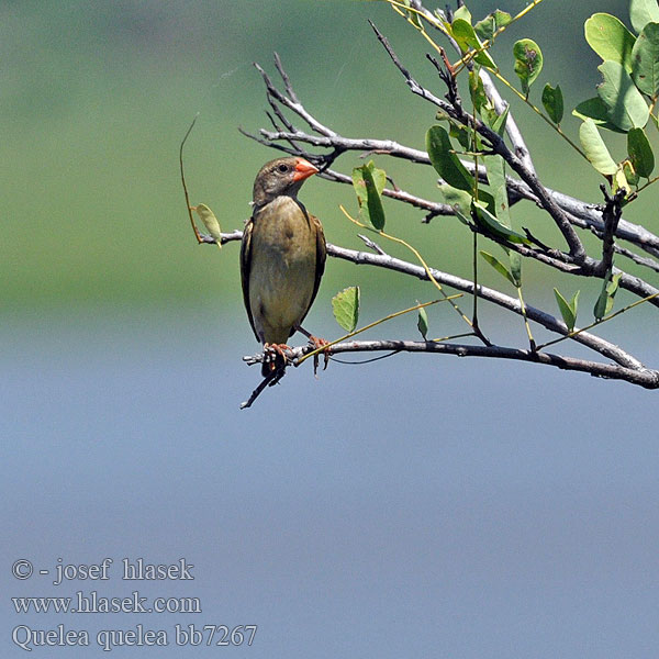 Red-billed Quelea Blodnæbsvæver Miljoonakutoja Travailleur bec rouge Roodbekwever Quelea beccorosso Vöröscsőrű szövőmadár Blutschnabelweber Wiklacz czerwonolicy Snovatec rudozobý Quelea Común Rooibekkwelea Quelea quelea