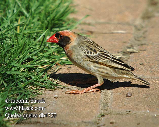 Quelea quelea Red-billed miljoonakutoja Travailleur bec rouge Roodbekwever Quelea beccorosso vöröscsőrű szövőmadár Blutschnabelweber wiklacz czerwonolicy Snovatec rudozobý Quelea Común Rooibekkwelea