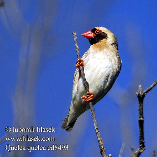 Vöröscsőrű szövőmadár Blutschnabelweber Wiklacz czerwonolicy Snovatec rudozobý Quelea Común Rooibekkwelea Quelea quelea Red-billed Quelea Blodnæbsvæver Miljoonakutoja Travailleur bec rouge Roodbekwever Quelea beccorosso