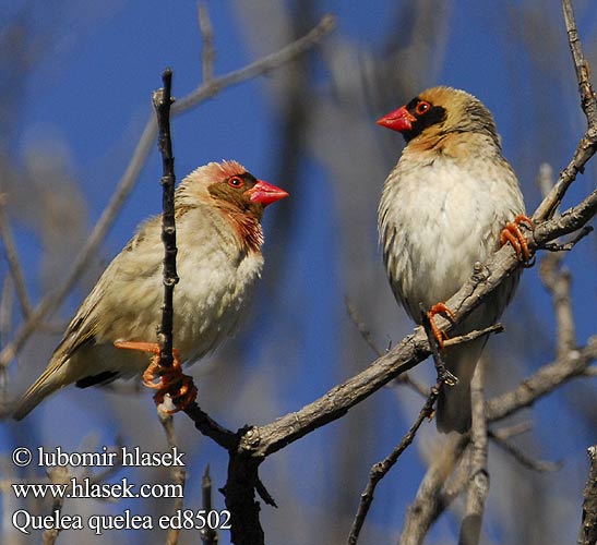 Snovatec rudozobý Quelea Común Rooibekkwelea Quelea quelea Red-billed Quelea Blodnæbsvæver Miljoonakutoja Travailleur bec rouge Roodbekwever Quelea beccorosso Vöröscsőrű szövőmadár Blutschnabelweber Wiklacz czerwonolicy