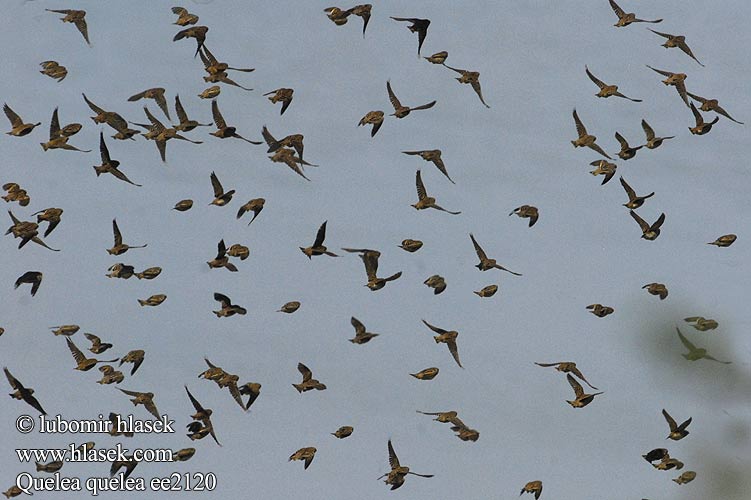 Red-billed Quelea Blodnæbsvæver Miljoonakutoja Travailleur bec rouge Roodbekwever Quelea beccorosso Vöröscsőrű szövőmadár Blutschnabelweber Wiklacz czerwonolicy Snovatec rudozobý Quelea Común Rooibekkwelea Quelea quelea