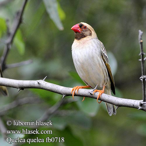 Roodbekwever Quelea beccorosso Vöröscsőrű szövőmadár Blutschnabelweber Wiklacz czerwonolicy Snovatec rudozobý Quelea Común Rooibekkwelea Quelea quelea Red-billed Quelea Blodnæbsvæver Miljoonakutoja Travailleur bec rouge