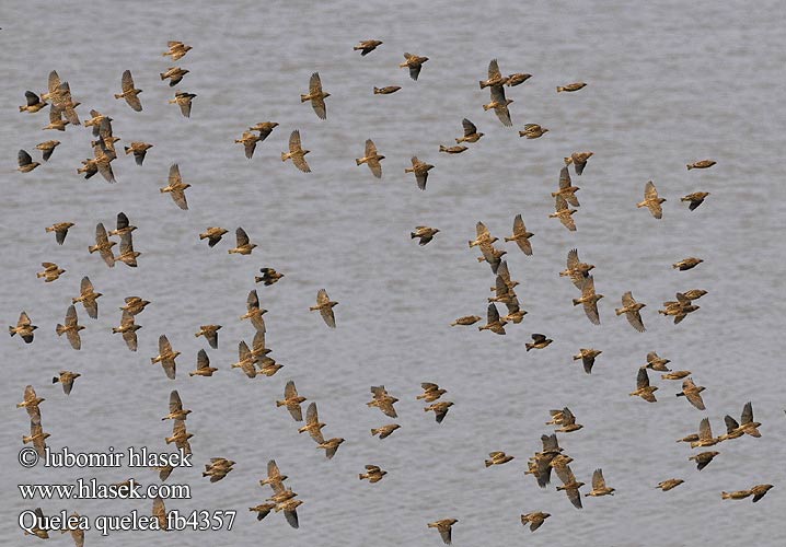 Quelea beccorosso Vöröscsőrű szövőmadár Blutschnabelweber Wiklacz czerwonolicy Snovatec rudozobý Quelea Común Rooibekkwelea Quelea quelea Red-billed Quelea Blodnæbsvæver Miljoonakutoja Travailleur bec rouge Roodbekwever