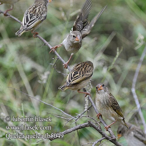 Blutschnabelweber Wiklacz czerwonolicy Snovatec rudozobý Quelea Común Rooibekkwelea Quelea quelea Red-billed Quelea Blodnæbsvæver Miljoonakutoja Travailleur bec rouge Roodbekwever Quelea beccorosso Vöröscsőrű szövőmadár