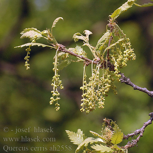 Quercus cerris Turkey Oak mosscup cérový Dub cer Zerr-Eiche Zerreiche