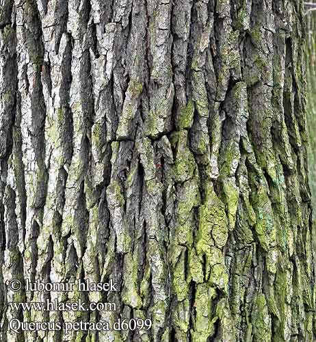 Quercus petraea Dub zimní zimný Vinter-Eg Sessile oak Durmast