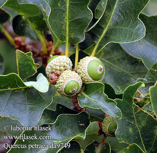 Quercus petraea Sapsız Meşe Dob graden hrast kitnjak brdnjak Rovere