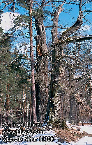 Quercus robur Chêne pédonculé Hrast lužnjak Zomereik