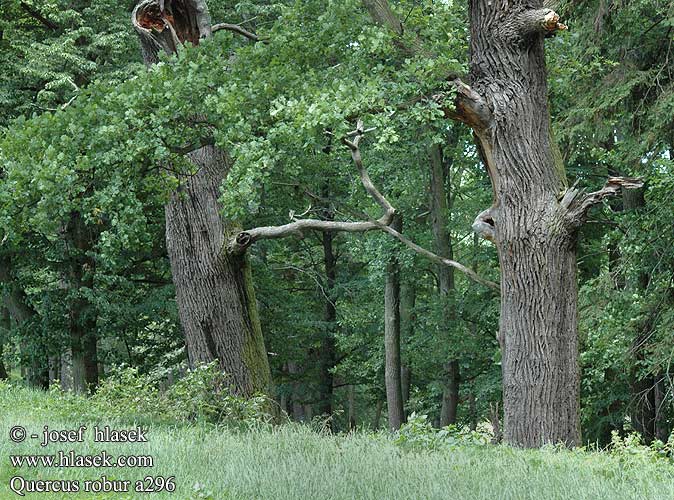 Quercus robur ヨーロッパナラ Летният дъб Обикновеният