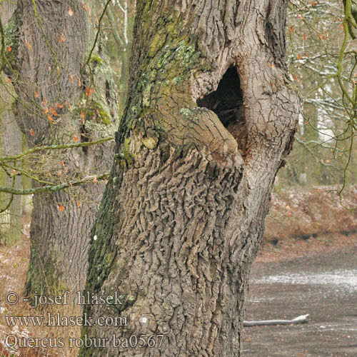 Common Oak Pedunculate tigfrukta kverko Kocsányos tölgy